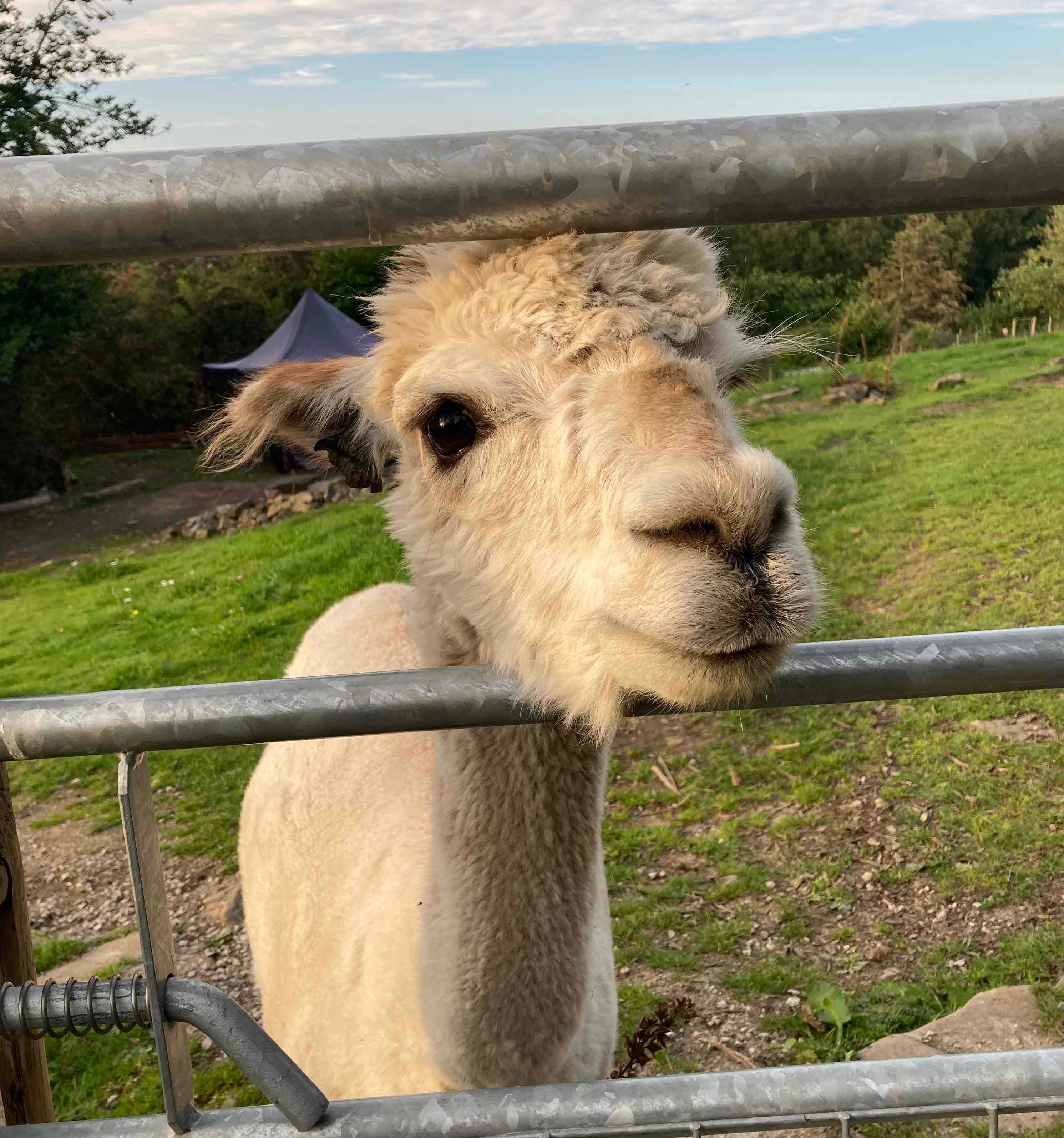 A cream alpaca at a Bay Area zoo