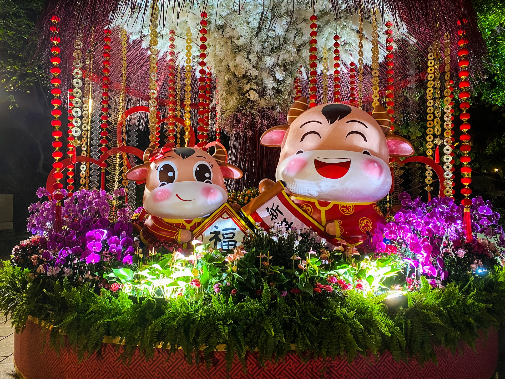 cartoon oxen celebrating Chinese new year
